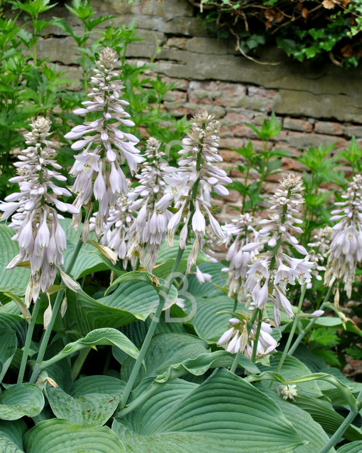 Hosta sieb. 'Elegans' | Hartlelies | Vaste plant