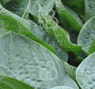 Hosta sieboldiana | Hartlelies | Vaste plant