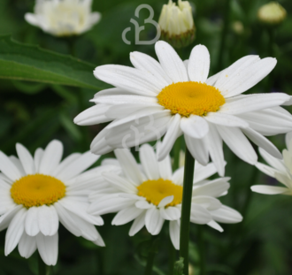 Leucanthemum vulgare 'Maikönigin' | Wilde margriet | Vaste plant