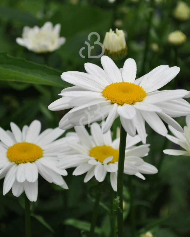 Leucanthemum vulgare 'Maikönigin' | Wilde margriet | Vaste plant