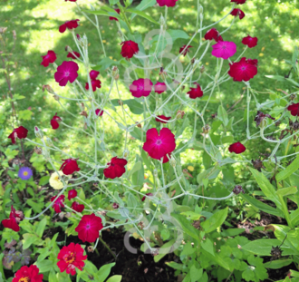 Lychnis coronaria | Prikneus | Vaste plant
