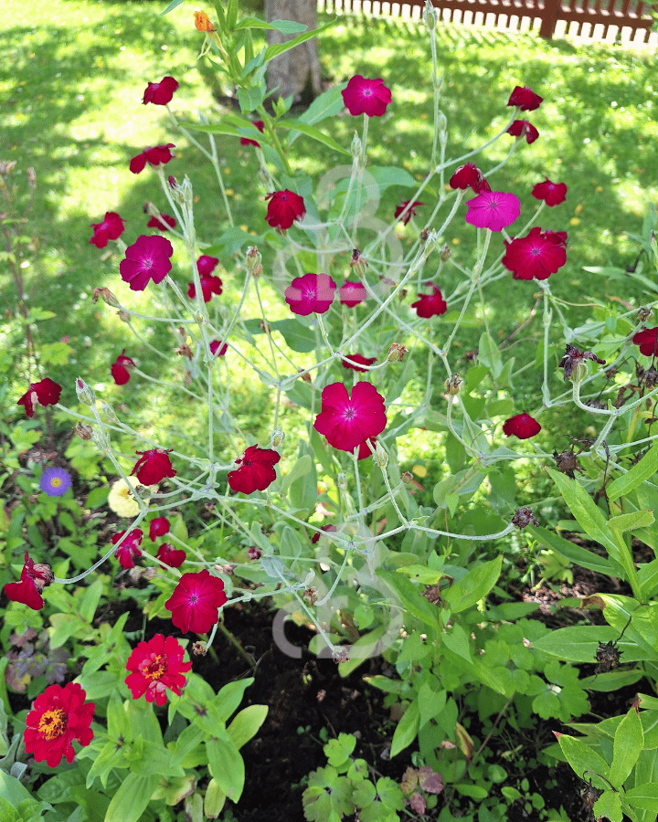 Lychnis coronaria | Prikneus | Vaste plant