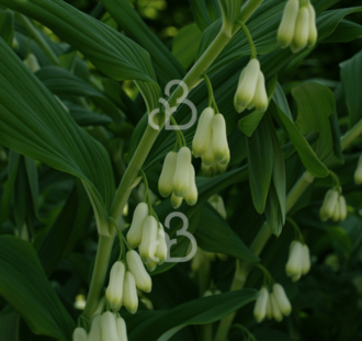 Polygonatum multiflorum | Gewone salomonszegel | Vaste plant