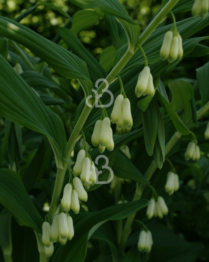 Polygonatum multiflorum | Gewone salomonszegel | Vaste plant