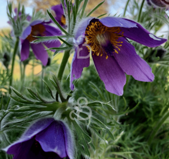 Pulsatilla vulgaris | Wildemanskruid | Vaste plant