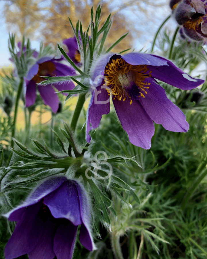 Pulsatilla vulgaris | Wildemanskruid | Vaste plant