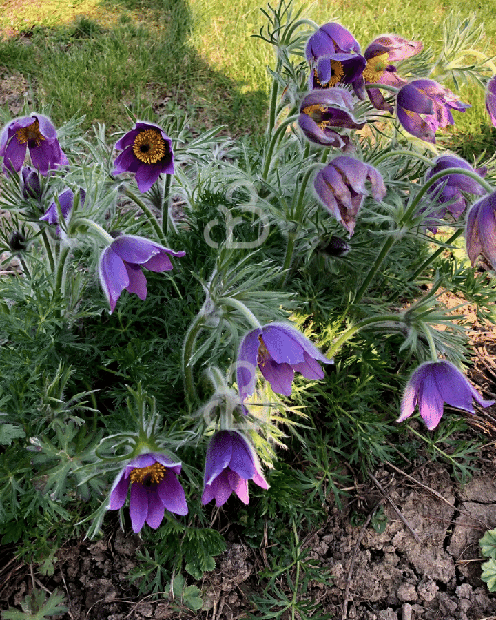 Pulsatilla vulgaris | Wildemanskruid | Vaste plant