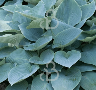 Hosta tardiana 'Halcyon' | Hartlelies | Vaste plant