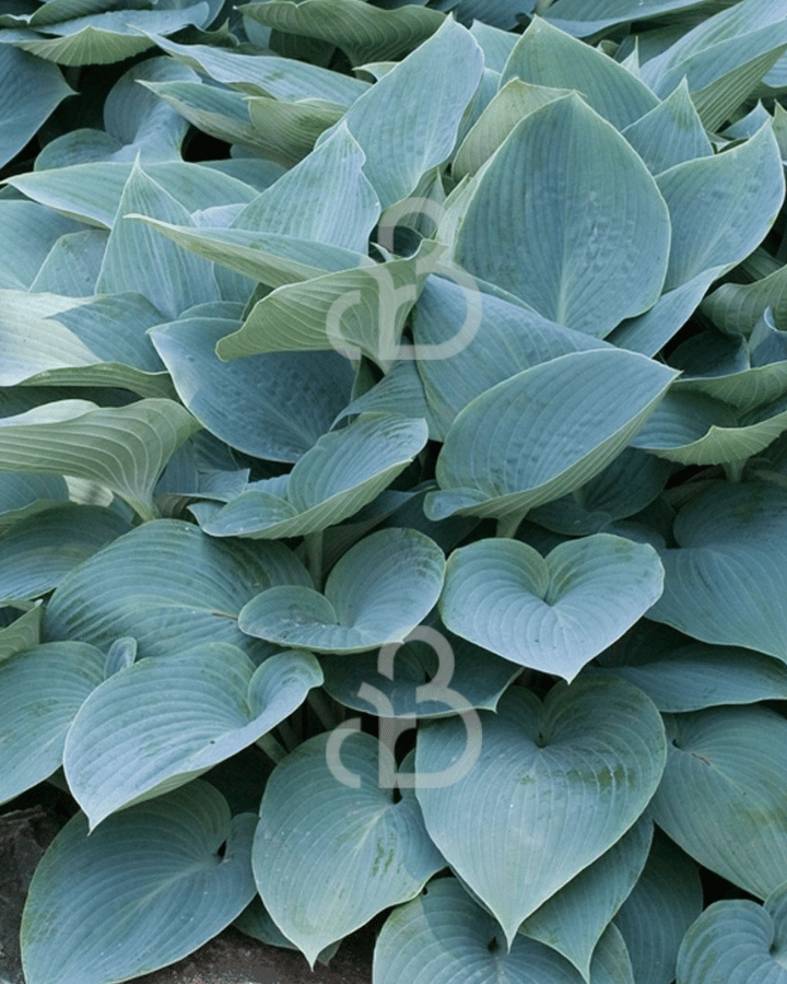 Hosta tardiana 'Halcyon' | Hartlelies | Vaste plant