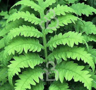 Onoclea sensibilis | Bolletjesvaren | Vaste plant