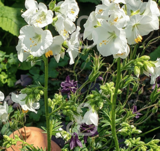 Polemonium caer. 'Album' | Jabobsladder | Vaste plant
