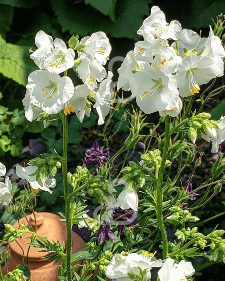 Polemonium caer. 'Album' | Jabobsladder | Vaste plant
