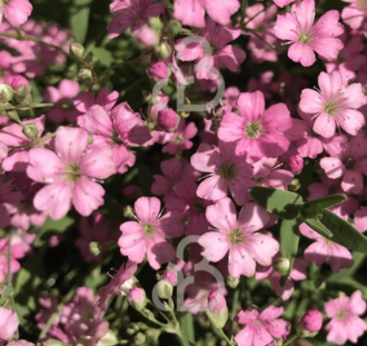 Gypsophila repens 'Rosea' | Gipskruid | Vaste plant