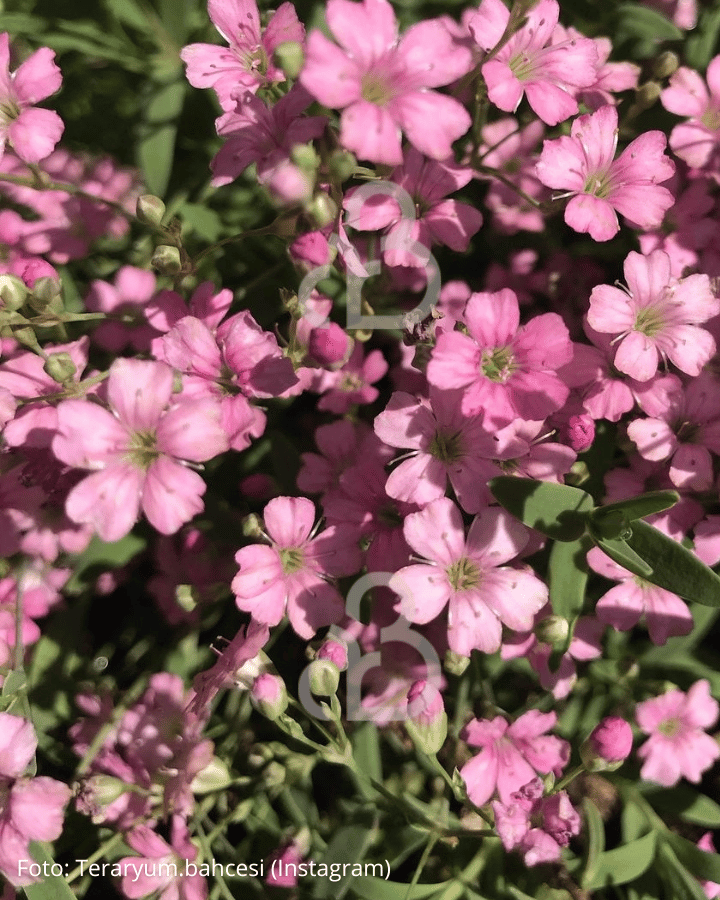 Gypsophila repens 'Rosea' | Gipskruid | Vaste plant