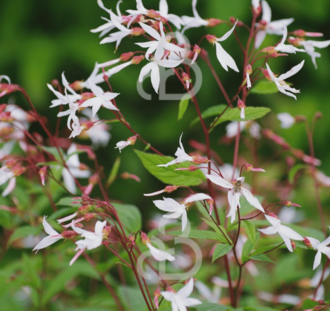 Gillenia trifoliata | Driebladige braakwortelspirea | Vaste plant