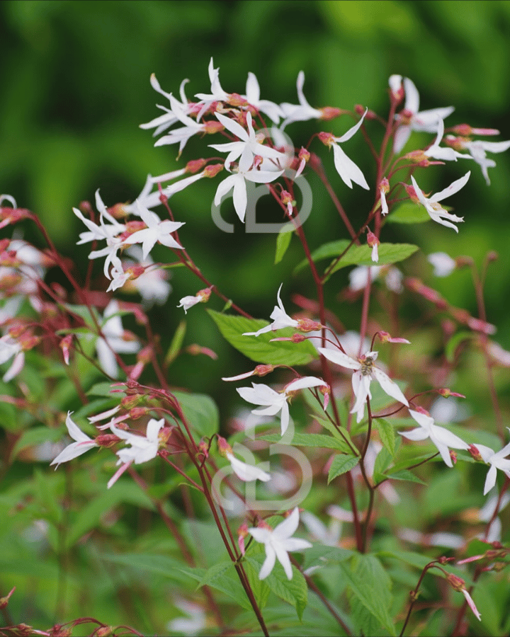 Gillenia trifoliata | Driebladige braakwortelspirea | Vaste plant