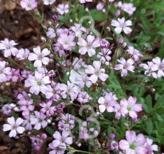 Gypsophila repens 'Alba' | Gipskruid | Vaste plant