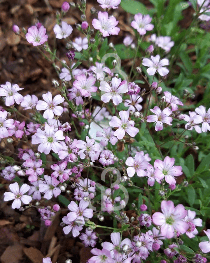 Gypsophila repens 'Alba' | Gipskruid | Vaste plant