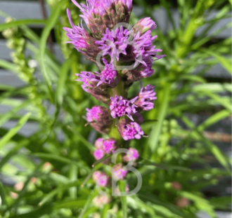 Liatris spicata 'Kobold' | Lampenpoetser | Vaste plant
