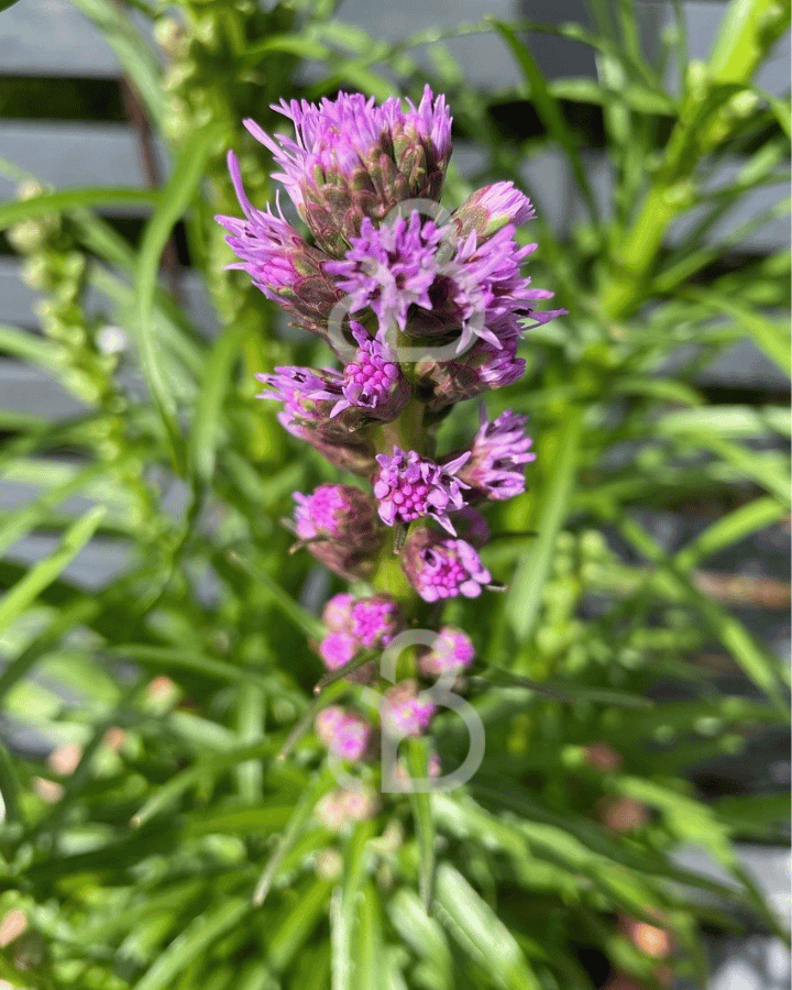 Liatris spicata 'Kobold' | Lampenpoetser | Vaste plant