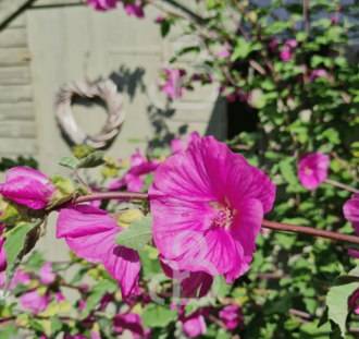 Lavatera 'Rosea' | Malva | Vaste plant