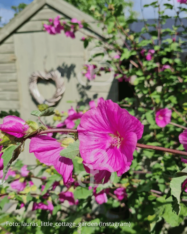 Lavatera 'Rosea' | Malva | Vaste plant