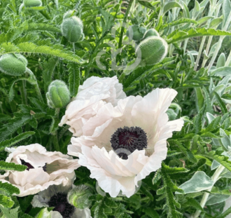 Papaver o. 'Royal Wedding' | Klaproos | Vaste plant