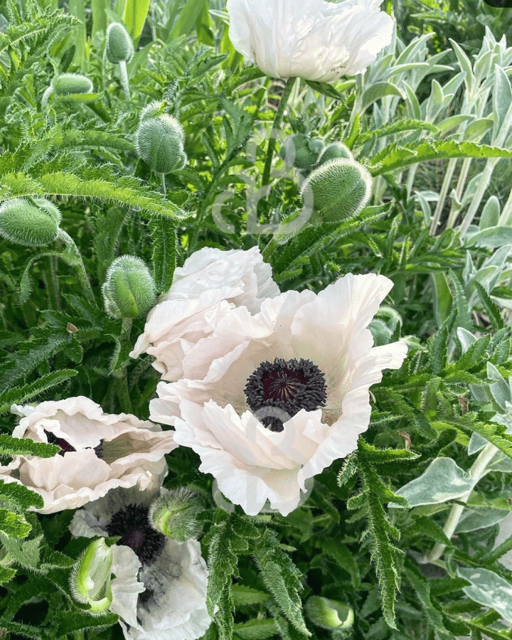 Papaver o. 'Royal Wedding' | Klaproos | Vaste plant