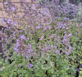Nepeta faassenii 'Six Hills Giant' | Kattenkruid | Vaste plant