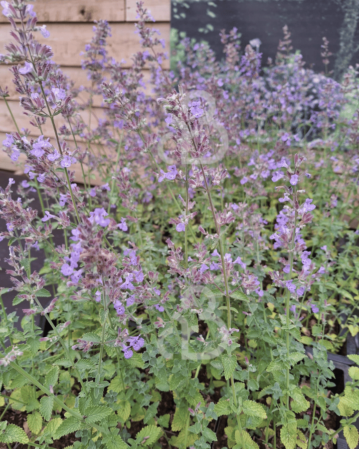 Nepeta faassenii 'Six Hills Giant' | Kattenkruid | Vaste plant