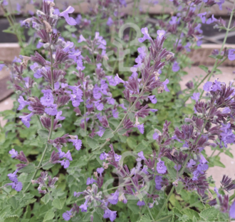 Nepeta faassenii 'Walker's Low' | Kattenkruid | Vaste plant