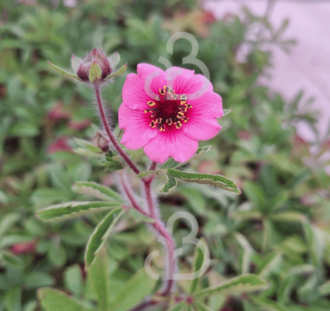 Potentilla nep. 'Miss Willmott' | Ganzerik | Vaste plant