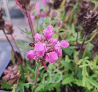 Prunella grand. 'Pink Loveliness' | Bijenkorfje | Vaste plant