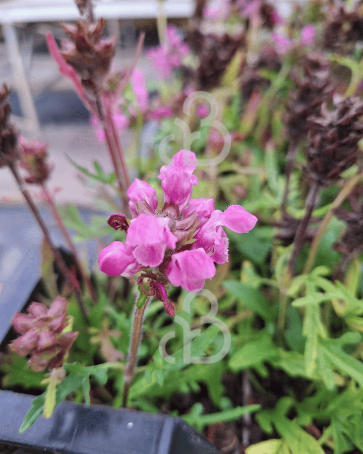 Prunella grand. 'Pink Loveliness' | Bijenkorfje | Vaste plant