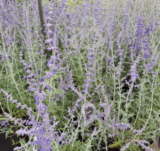 Perovskia atriplicif. 'Blue Spire' | Reuzenlavandel | Vaste plant