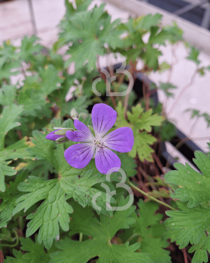 Geranium 'Johnson's Blue' | Ooievaarsbek | Vaste plant