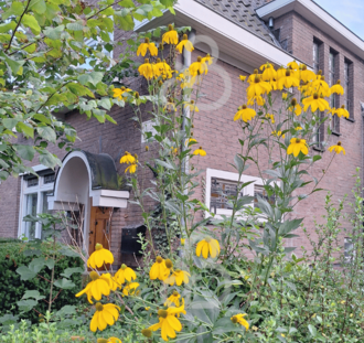 Rudbeckia nitida 'Herbstsonne' | Zonnehoed | Vaste plant