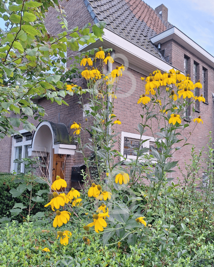 Rudbeckia nitida 'Herbstsonne' | Zonnehoed | Vaste plant