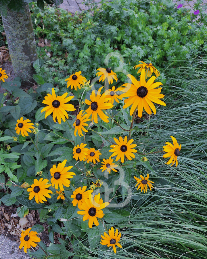 Rudbeckia fulgida 'Goldsturm' | Zonnehoed | Vaste plant