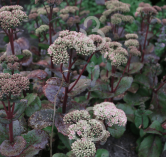 Sedum 'Matrona' | Vetkruid | Vaste plant