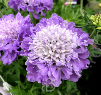 Scabiosa col. 'Butterfly Blue' | Duifkruid | Vaste plant