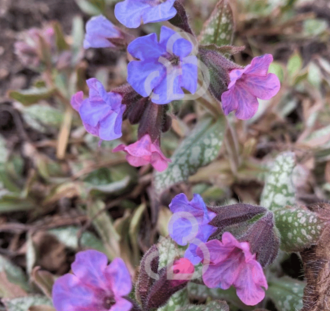 Pulmonaria sacch. 'Mrs Moon' | Longkruid | Vaste plant