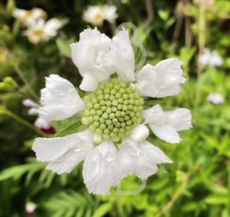 Scabiosa cauc. 'Alba' | Duifkruid | Vaste plant