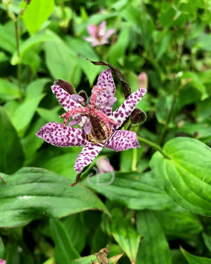 Tricyrtis formosana 'Purple Beauty' | Paddelelie | Vaste plant