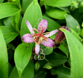 Tricyrtis hirta 'Taiwan Adbane' | Paddelelie | Vaste plant
