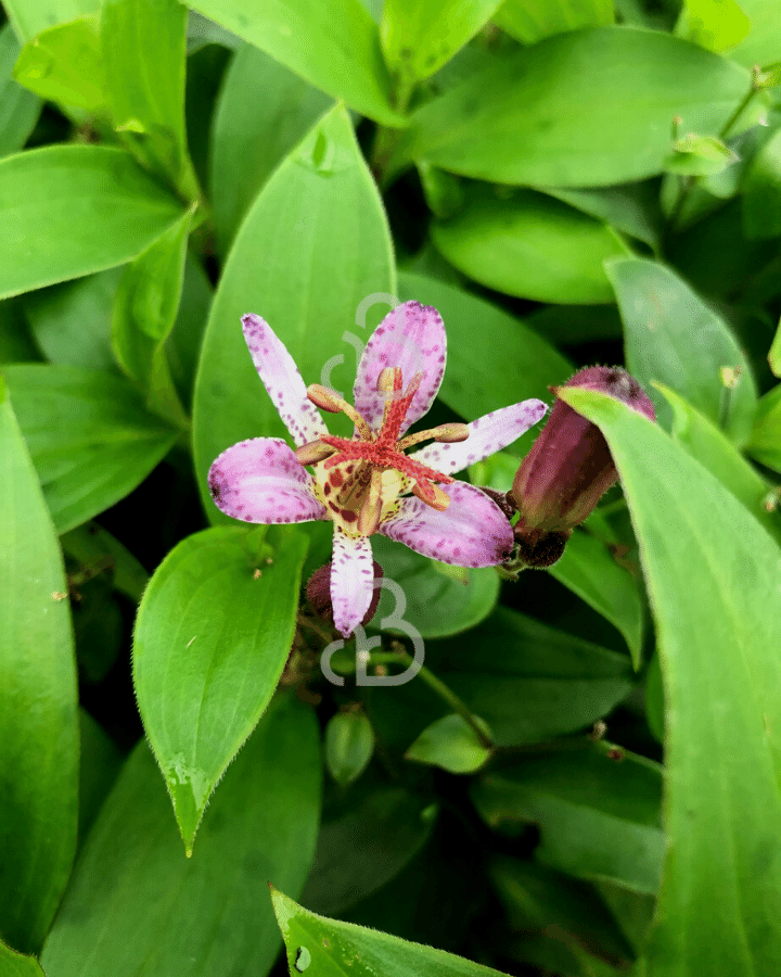 Tricyrtis hirta 'Taiwan Adbane' | Paddelelie | Vaste plant