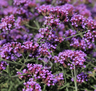 Verbena b. 'Lollipop' | Ijzerhard | Vaste plant