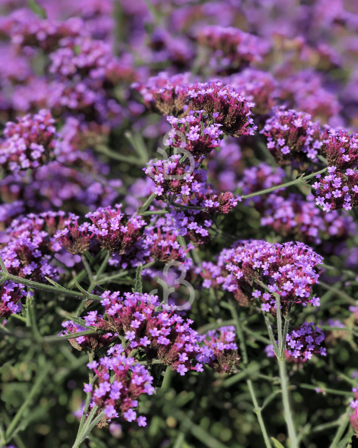 Verbena b. 'Lollipop' | Ijzerhard | Vaste plant