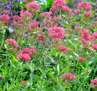 Centranthus ruber 'Coccineus' | Valeriaan  | Vaste plant