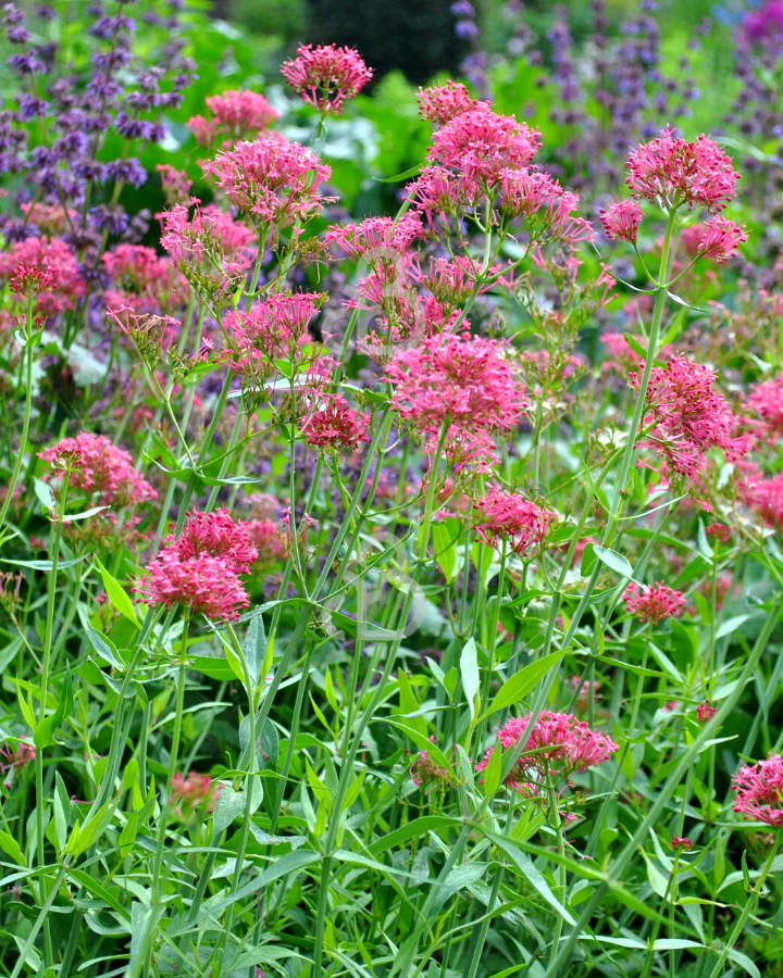 Centranthus ruber 'Coccineus' | Valeriaan  | Vaste plant